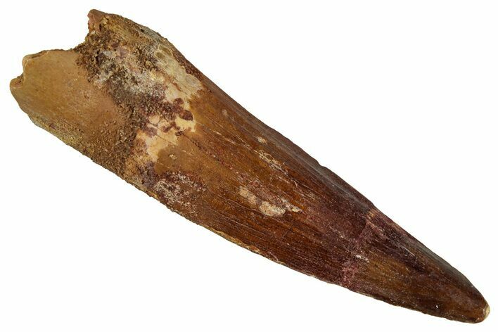 Fossil Spinosaurus Tooth - Real Dinosaur Tooth #354798